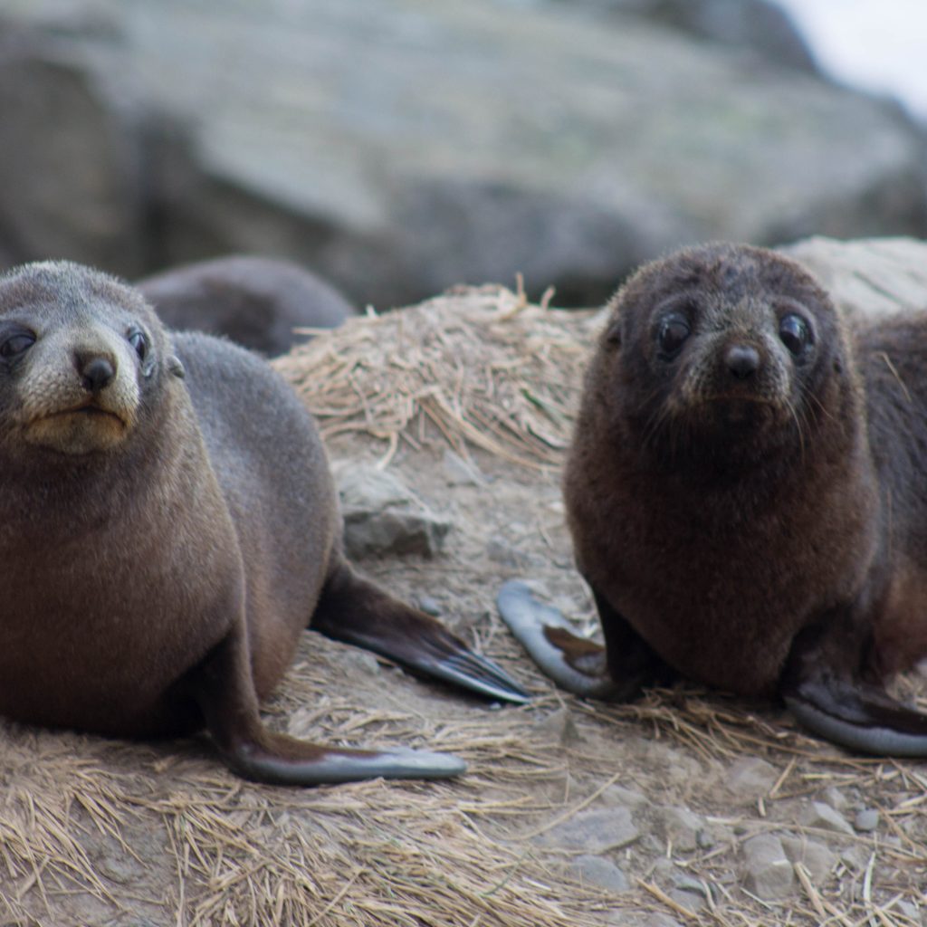 Kaikoura Whale Watch Day Tour from Christchurch (Upto 4 Pax & 2 Bags