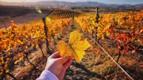 Waipara Wine day Tour From Christchurch