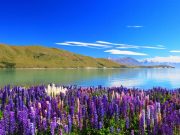 Lake Tekapo Day Tour From Christchurch