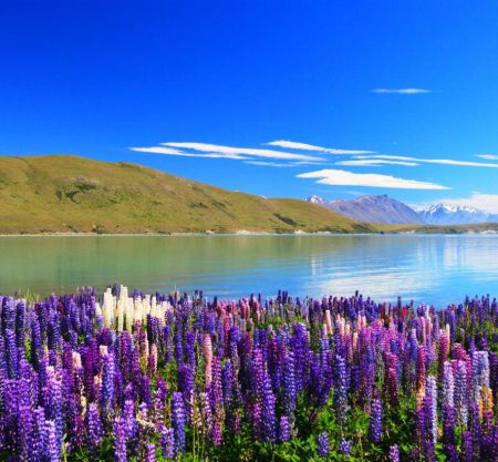 New Zealand Tour Operator and Travel Agent