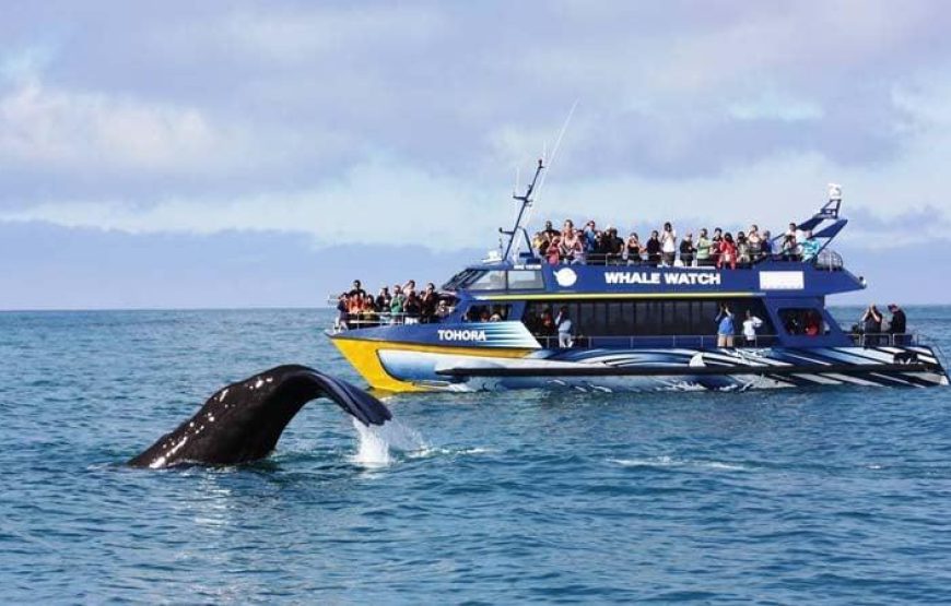 Kaikoura Whale Watch Day Tour from Christchurch – HD23