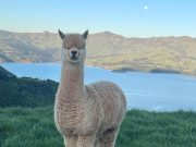 akaroa alpaca farm day tour