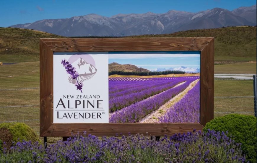 NZ Alpine Lavender Farm, Mt Cook – HD64