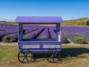 lavender farm